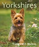 Yorkshires